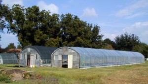 [Greenhouses]